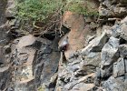 Rotskruiper (Wallcreeper) (Tichodroma muraria) - Yolin Am 22-08-2016 (9)